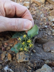 Lomatium lucidum