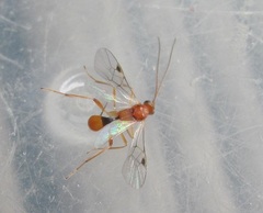 Meteorus pulchricornis