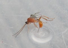 Meteorus pulchricornis