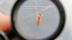 Meteorus pulchricornis