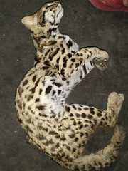 Prionailurus bengalensis