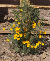 Eschscholzia californica californica