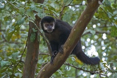 Black Capuchin photo 1