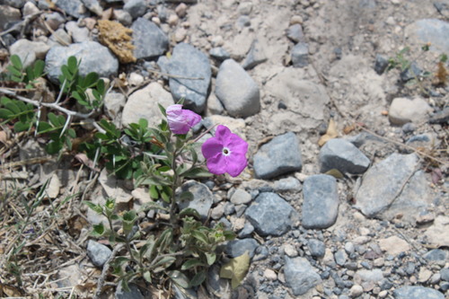 Image of Hunzikeria texana by (c) Francisco Martínez González, some rights reserved (CC BY-SA)