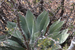 Agave ovatifolia