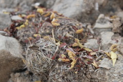 Coryphantha nickelsiae