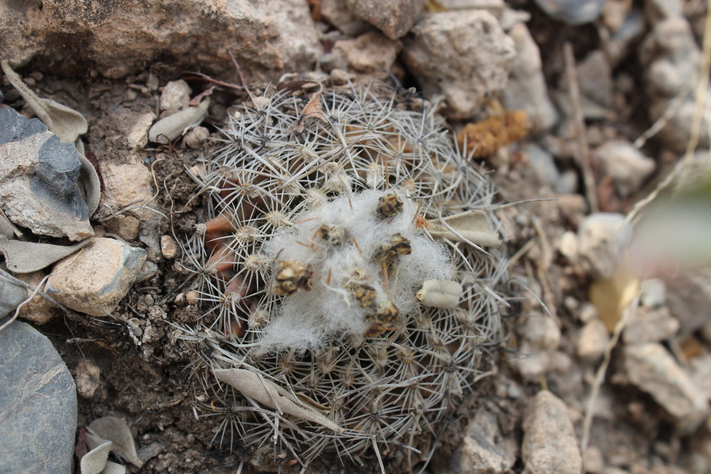 Turbinicarpus saueri, Hidalgo, N.L., México