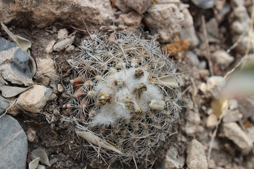 Turbinicarpus saueri