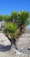Yucca periculosa