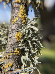 Ramalina fraxinea
