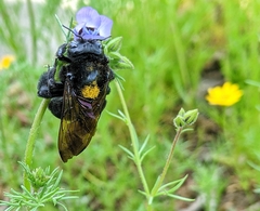 Xylocopa sonorina