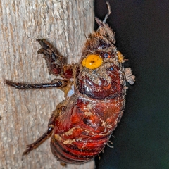 Quesada gigas