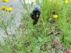 Xylocopa sonorina