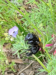 Xylocopa sonorina