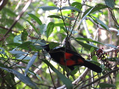 Hypopyrrhus pyrohypogaster