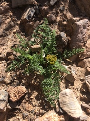 Lomatium scabrum