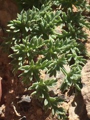 Lomatium scabrum