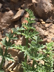 Lomatium scabrum