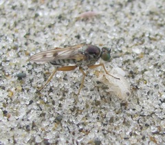 Hydrophorinae