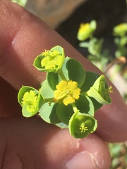 Euphorbia schizoloba