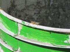 Amblytropidia australis