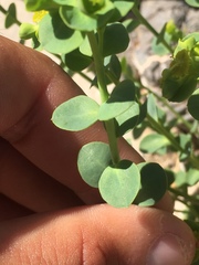 Euphorbia schizoloba