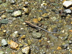 Pholidobolus vertebralis