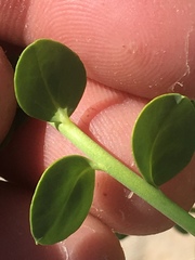 Euphorbia schizoloba