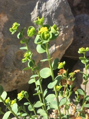 Euphorbia schizoloba
