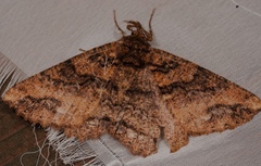 Cryptochorina amphidasyaria