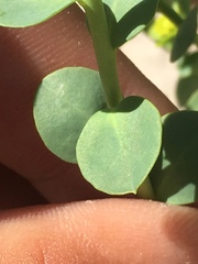 Euphorbia schizoloba