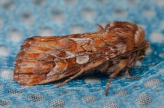 Panolis japonica