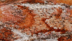 Panolis japonica