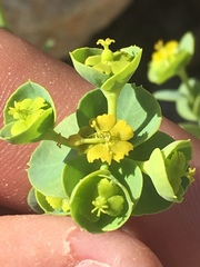 Euphorbia schizoloba