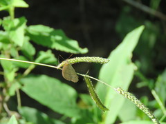 Paryphthimoides poltys