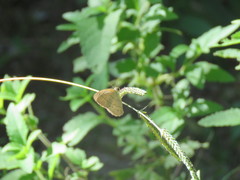 Paryphthimoides poltys