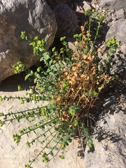Euphorbia schizoloba