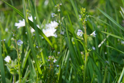 Čiobralapė veronika nuotrauka