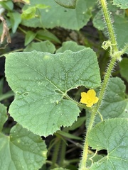 Cucumis metuliferus