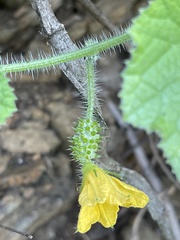 Cucumis metuliferus