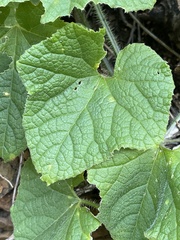 Cucumis metuliferus