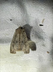 Lithophane disposita