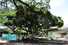 Ficus benjamina benjamina