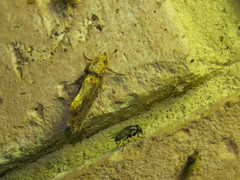 Plusiodonta arctipennis