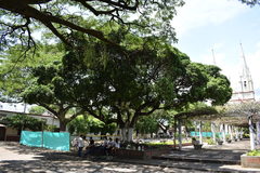 Ficus benjamina benjamina