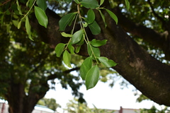 Ficus benjamina benjamina