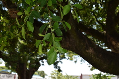 Ficus benjamina benjamina