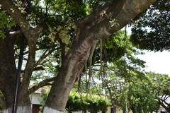 Ficus benjamina benjamina