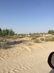 Oryx leucoryx