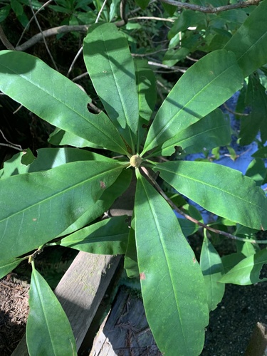 Rhododendron macrophyllum